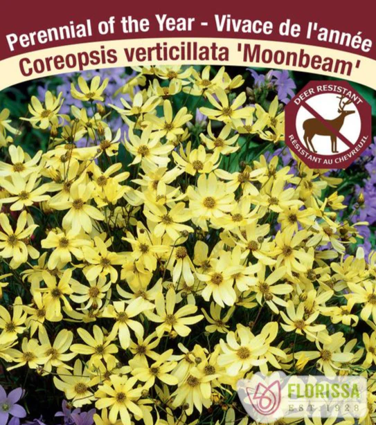 Coreopsis - Moonbeam, 1  Pack