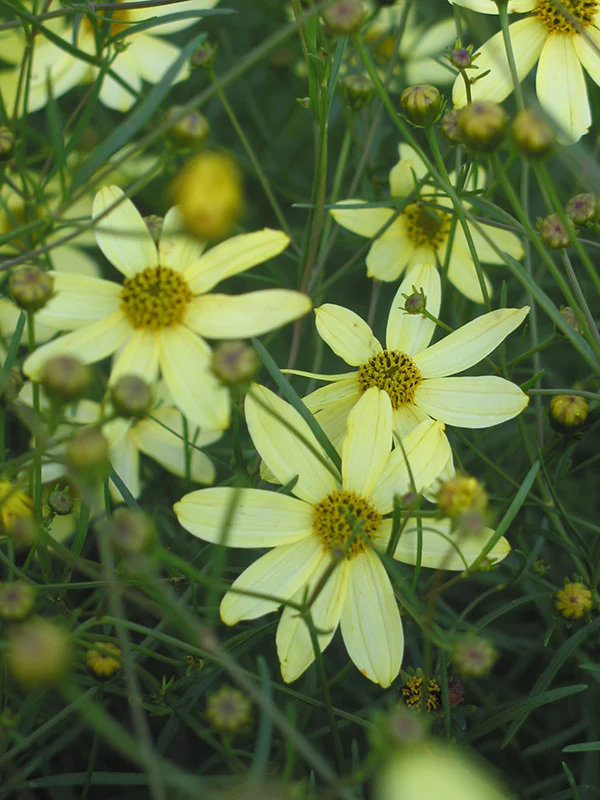 Coreopsis - Moonbeam, 1  Pack - Image 2