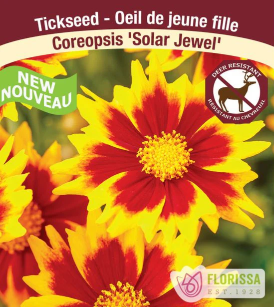 Coreopsis - Solar Jewel, 1 Pack