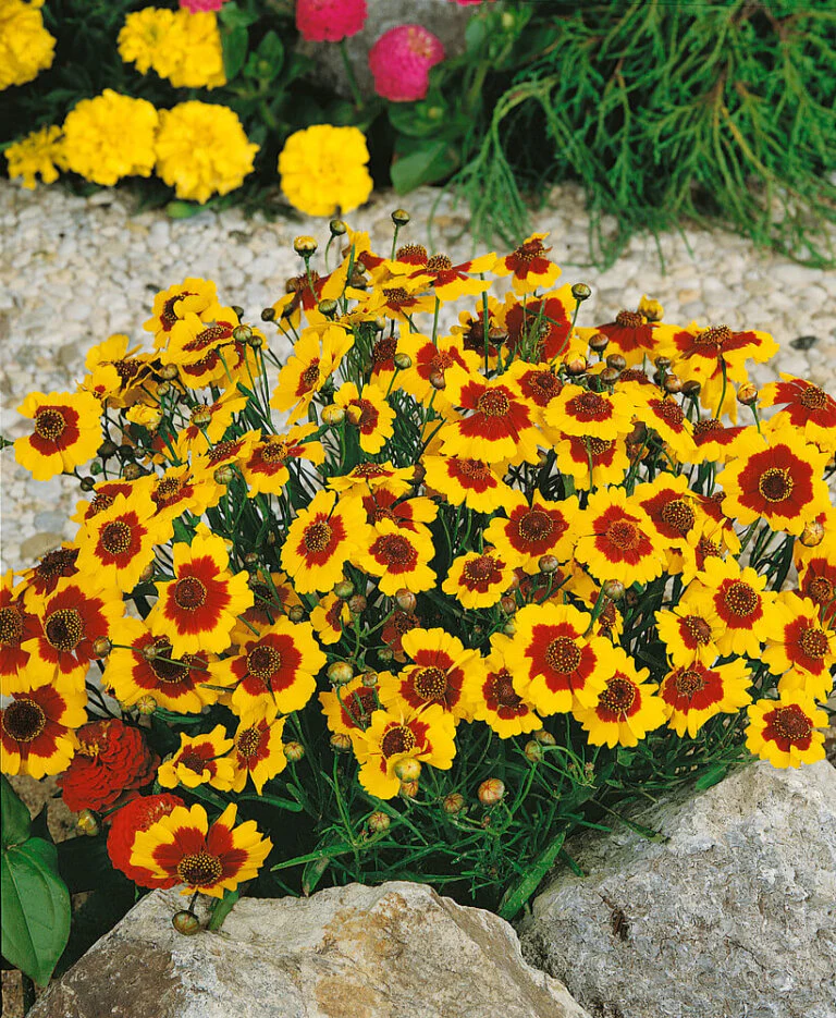Coreopsis Tinctoria Dwarf  - Ontario Seed Company