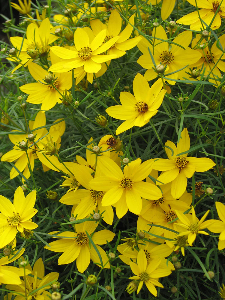 Coreopsis - Zagreb, 1 Pack - Image 2