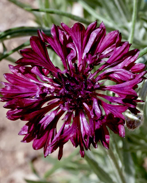 Cornflower Black Ball - West Coast Seeds - Image 2