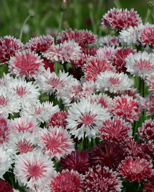 Cornflower Classic Romantic - West Coast Seeds - Image 2