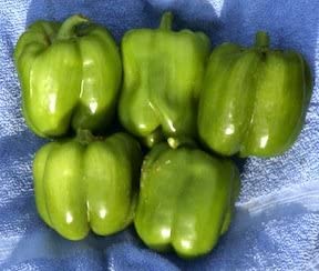 Pepper California Wonder - Cornucopia Seeds - Image 2