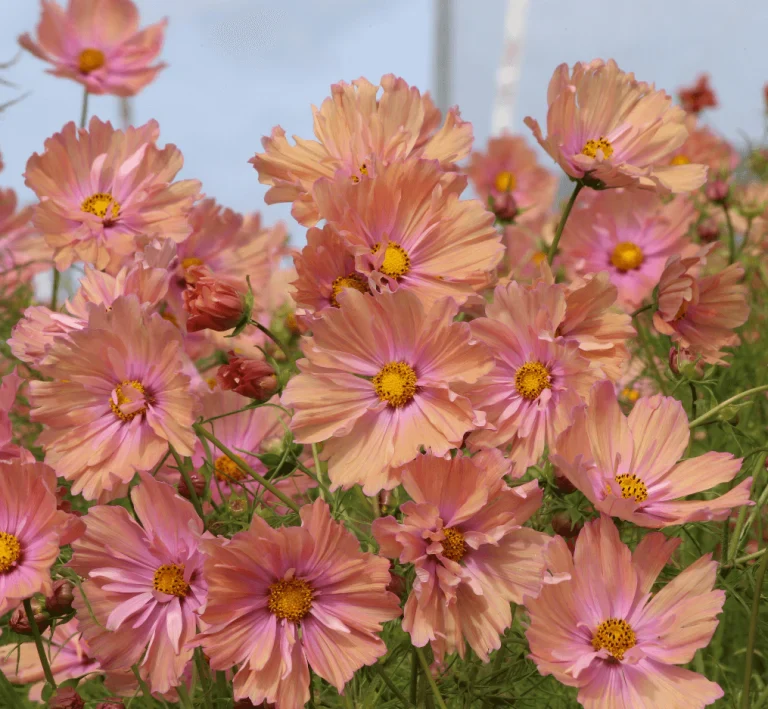 Cosmos Apricotta - Ontario Seed Company