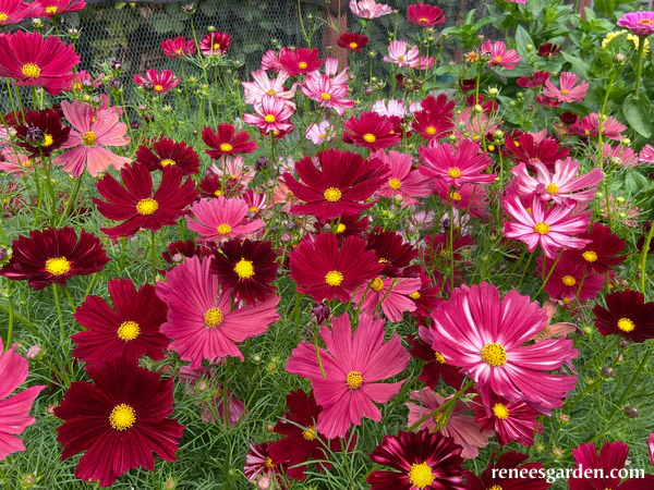 Bouquet Cosmos Velouette - Renee's Garden - Image 2
