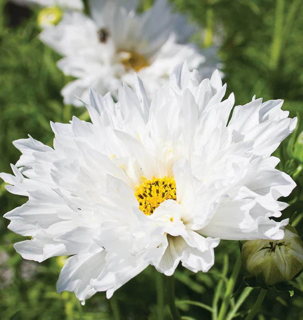 Cosmos Double Click Snow Puff - West Coast Seeds - Image 2