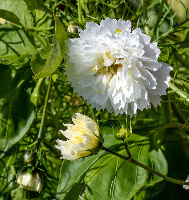 Cosmos Double Click Snow Puff - West Coast Seeds - Image 3