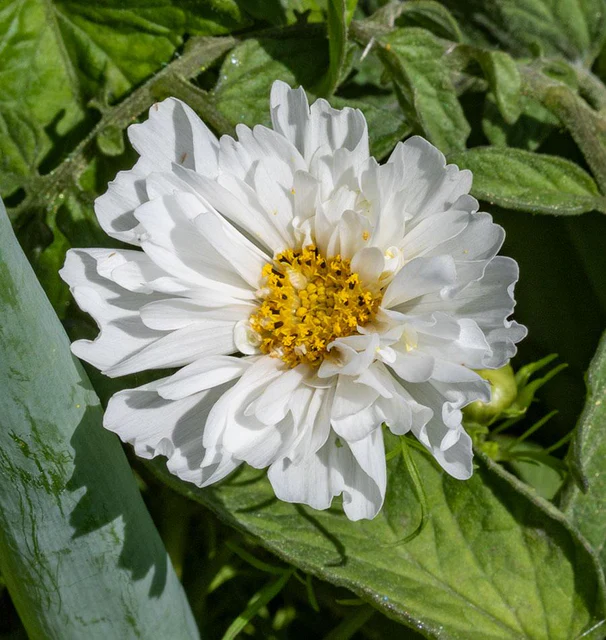 Cosmos Double Click Snow Puff - West Coast Seeds - Image 4
