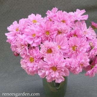 Cosmos Rose Bon Bon - Renee's Garden - Image 3