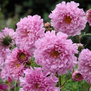 Cosmos Rose Bon Bon - Renee's Garden - Image 4