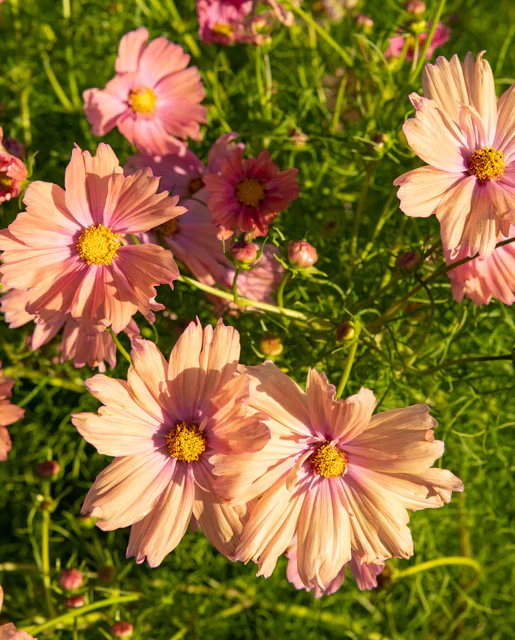 Cosmos Apricotta - West Coast Seeds - Image 2