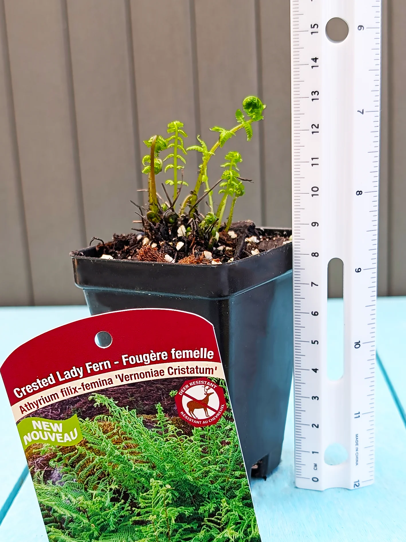 Lady Fern - Vernoniaea Cristatum, 1 Pack - Image 2