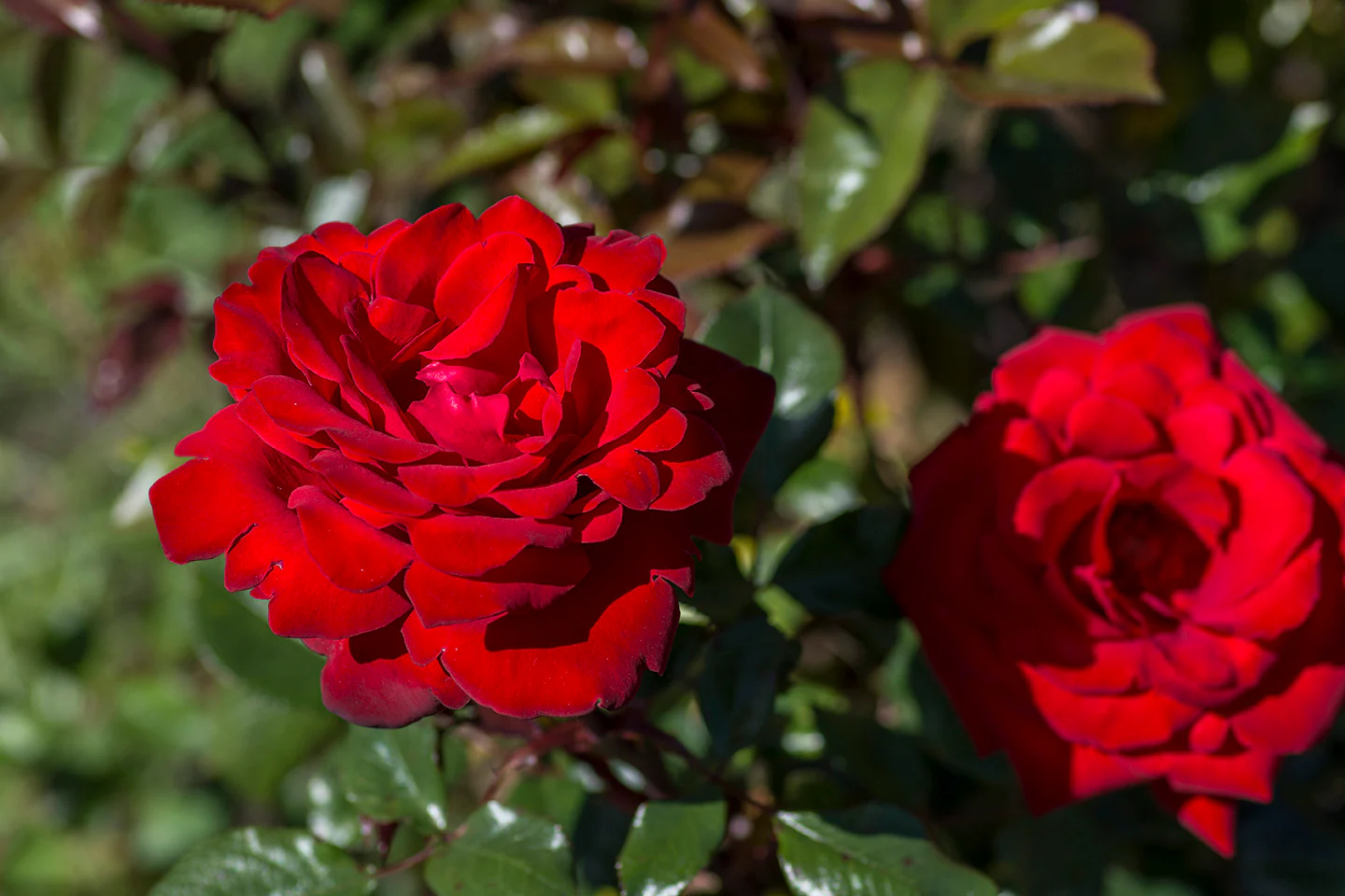 Crimson Bouquet™ - Star Roses and Plants - Image 2
