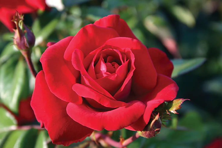 Crimson Bouquet™ - Star Roses and Plants - Image 3