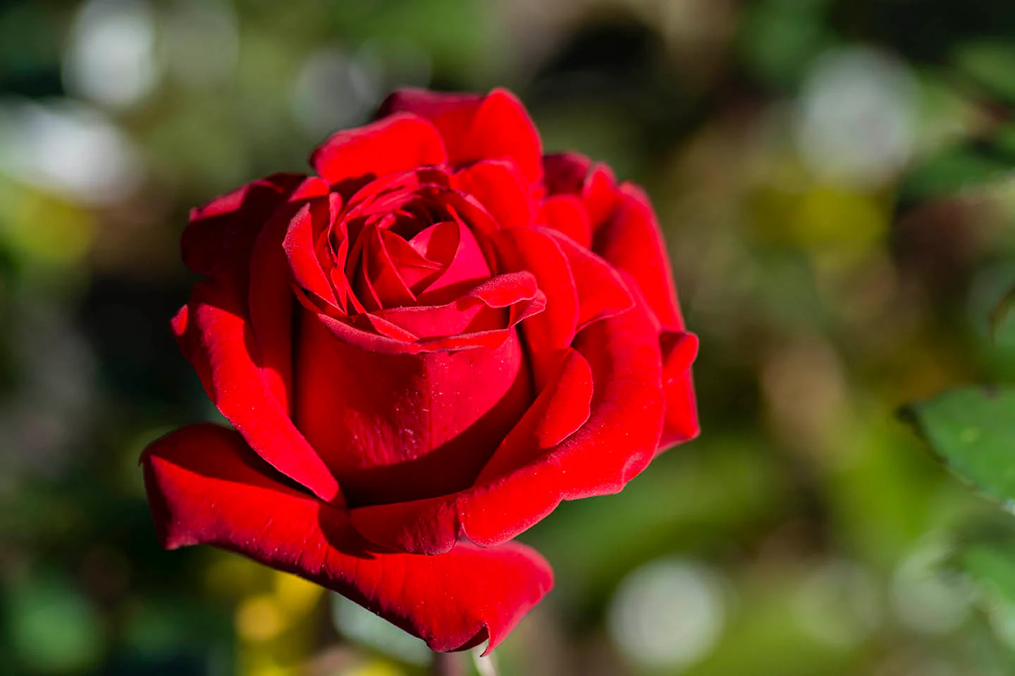 Crimson Bouquet™ - Star Roses and Plants - Image 4