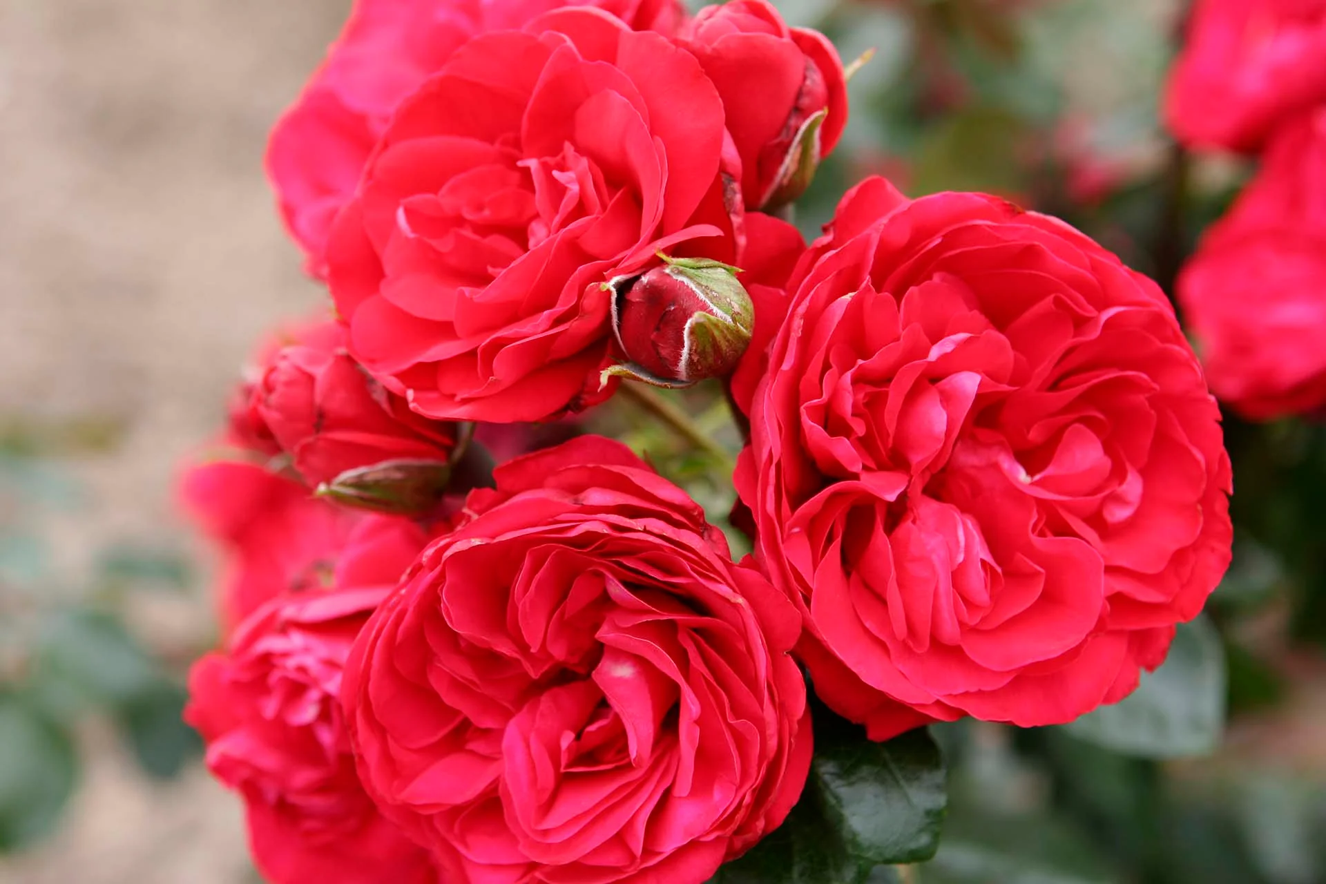 Crimson Sky - Star Roses and Plants - Image 2