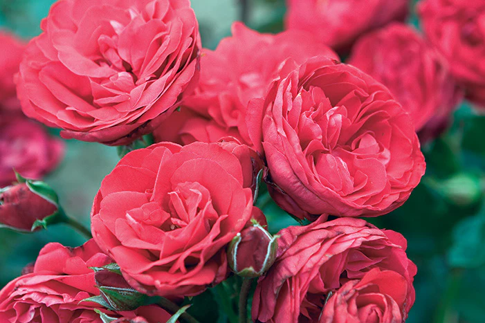 Crimson Sky - Star Roses and Plants - Image 3