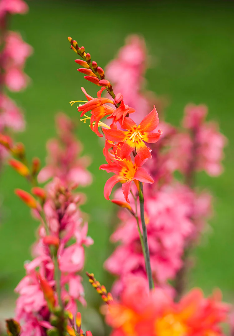 Crocosmia - Emberglow, 1 Pack - Image 2