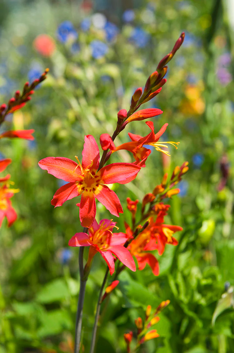 Crocosmia - Emberglow, 1 Pack - Image 3