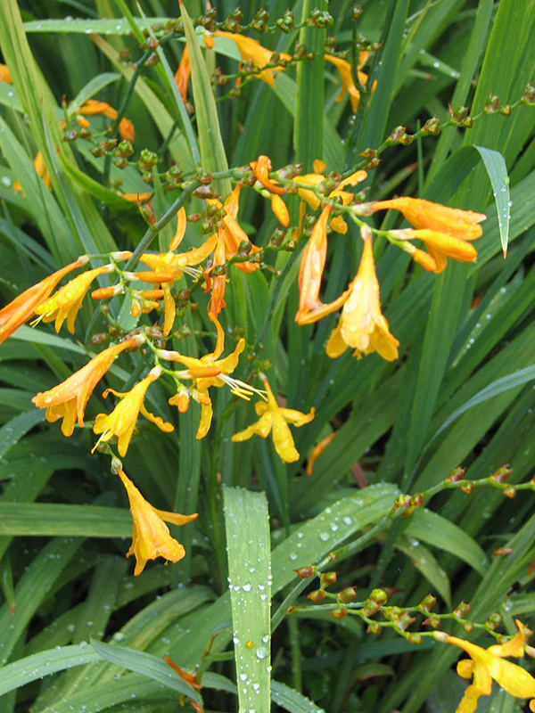 Crocosmia - George Davidson, 1 Pack - Image 2