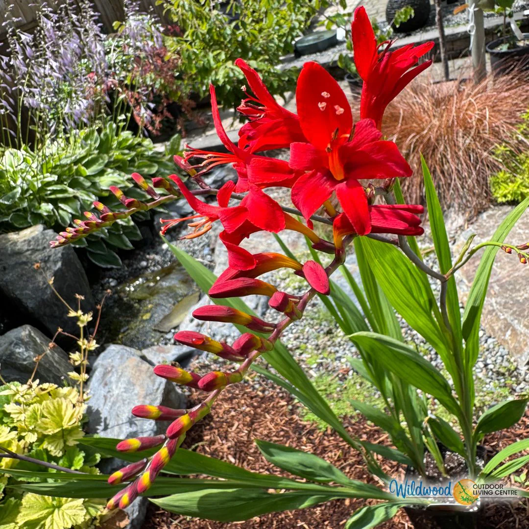 Crocosmia - Lucifer, 5 Pack - Image 4