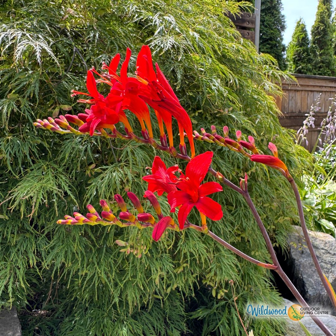 Crocosmia -  Lucifer, BONUS 10 Pack - Image 2