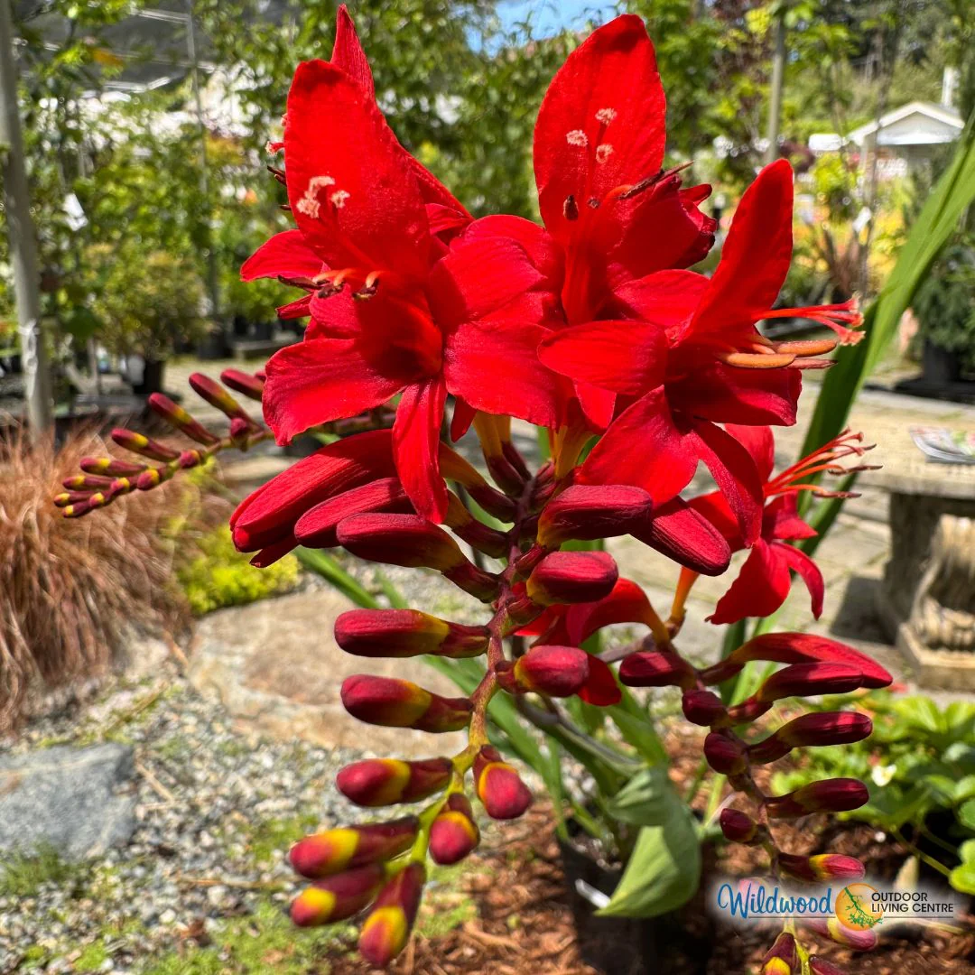 Crocosmia -  Lucifer, BONUS 10 Pack - Image 4