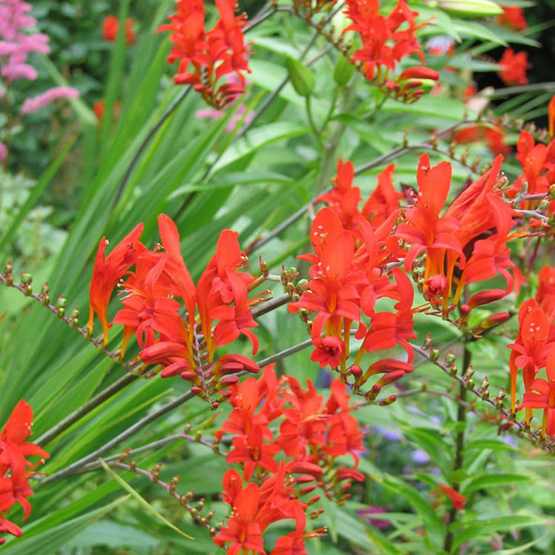 Crocosmia -  Lucifer, BONUS 10 Pack - Image 5