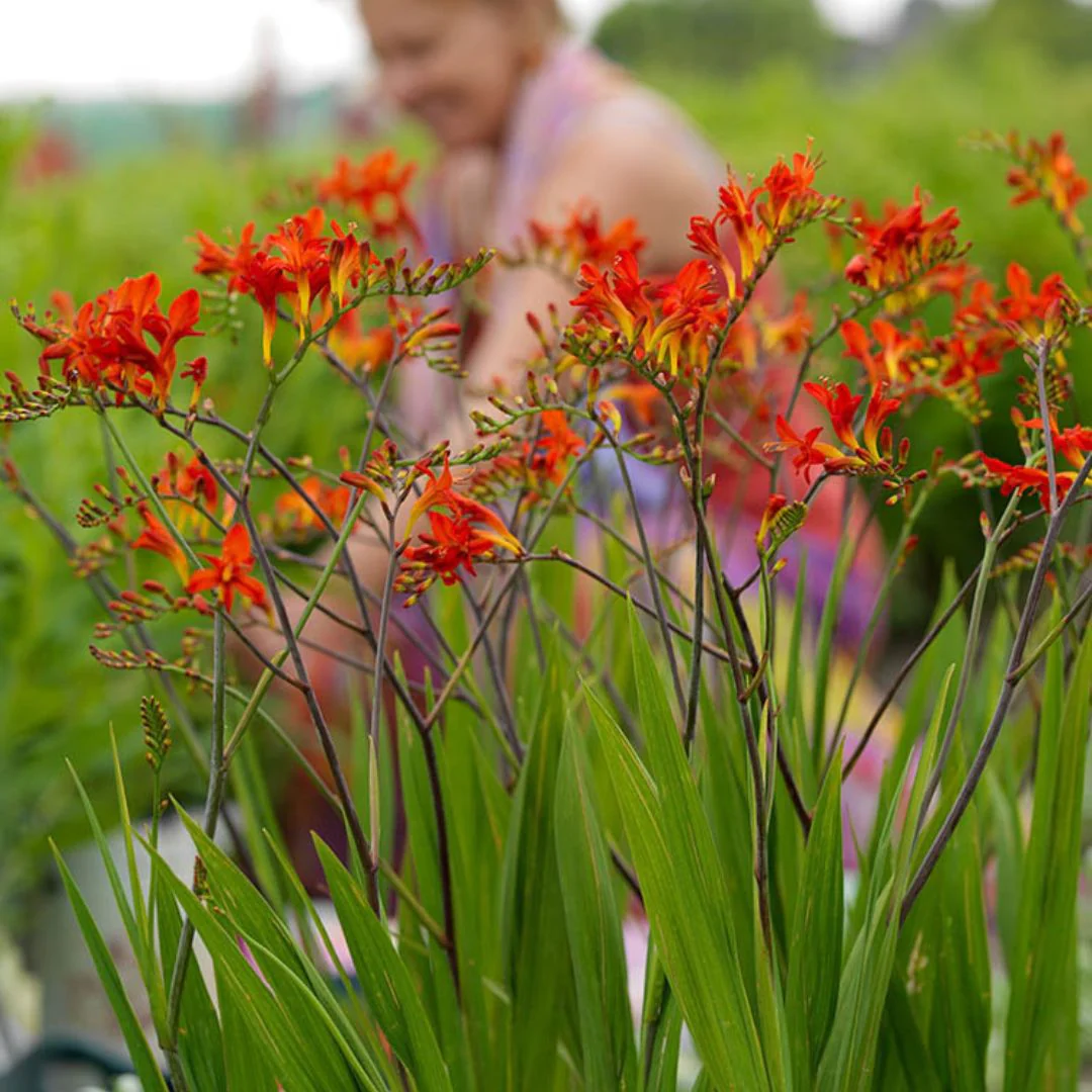 Crocosmia -  Lucifer, BONUS 10 Pack - Image 6