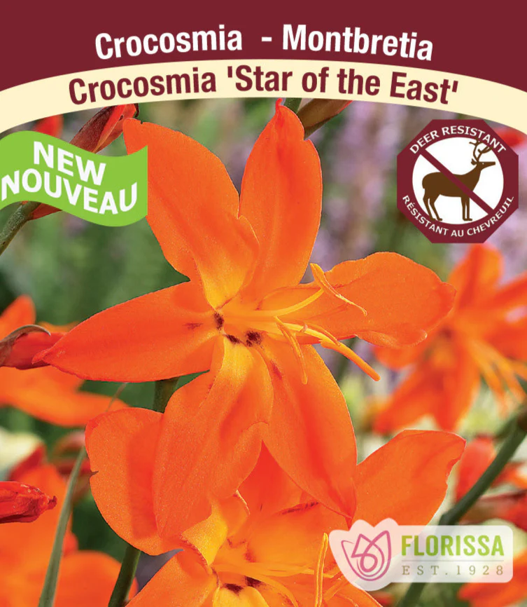 Crocosmia - Star of the East, 1 Pack