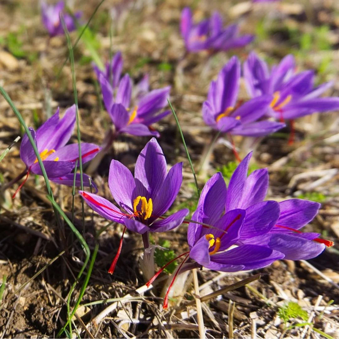 Saffron Crocus - Sativus (Fall Flowering), 5 Pack - Image 2