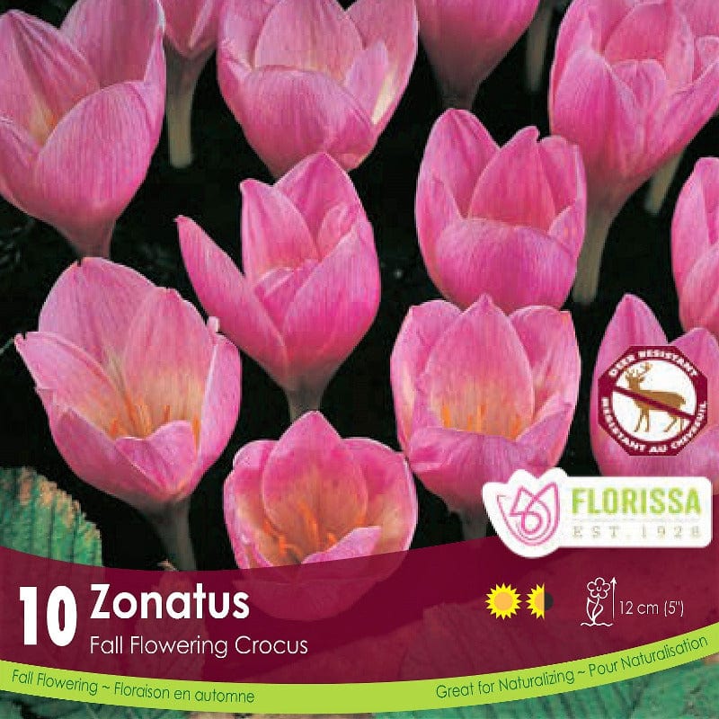 Crocus - Zonatus (Fall Flowering), 10 Pack