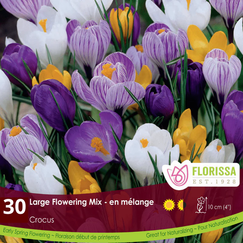 Crocus - Large Flowering Mix, BONUS 30 Pack