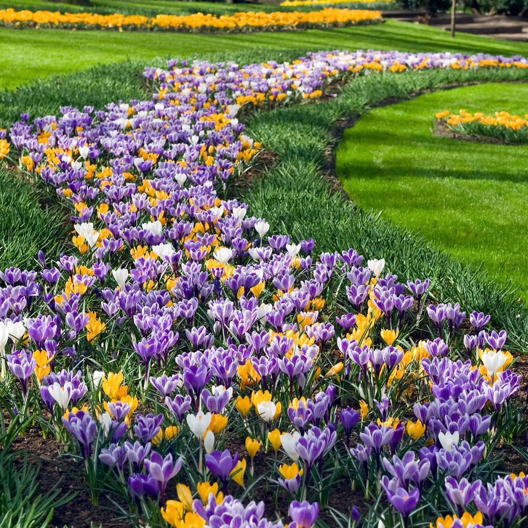 Crocus - Large Flowering Mix, BONUS 30 Pack - Image 2