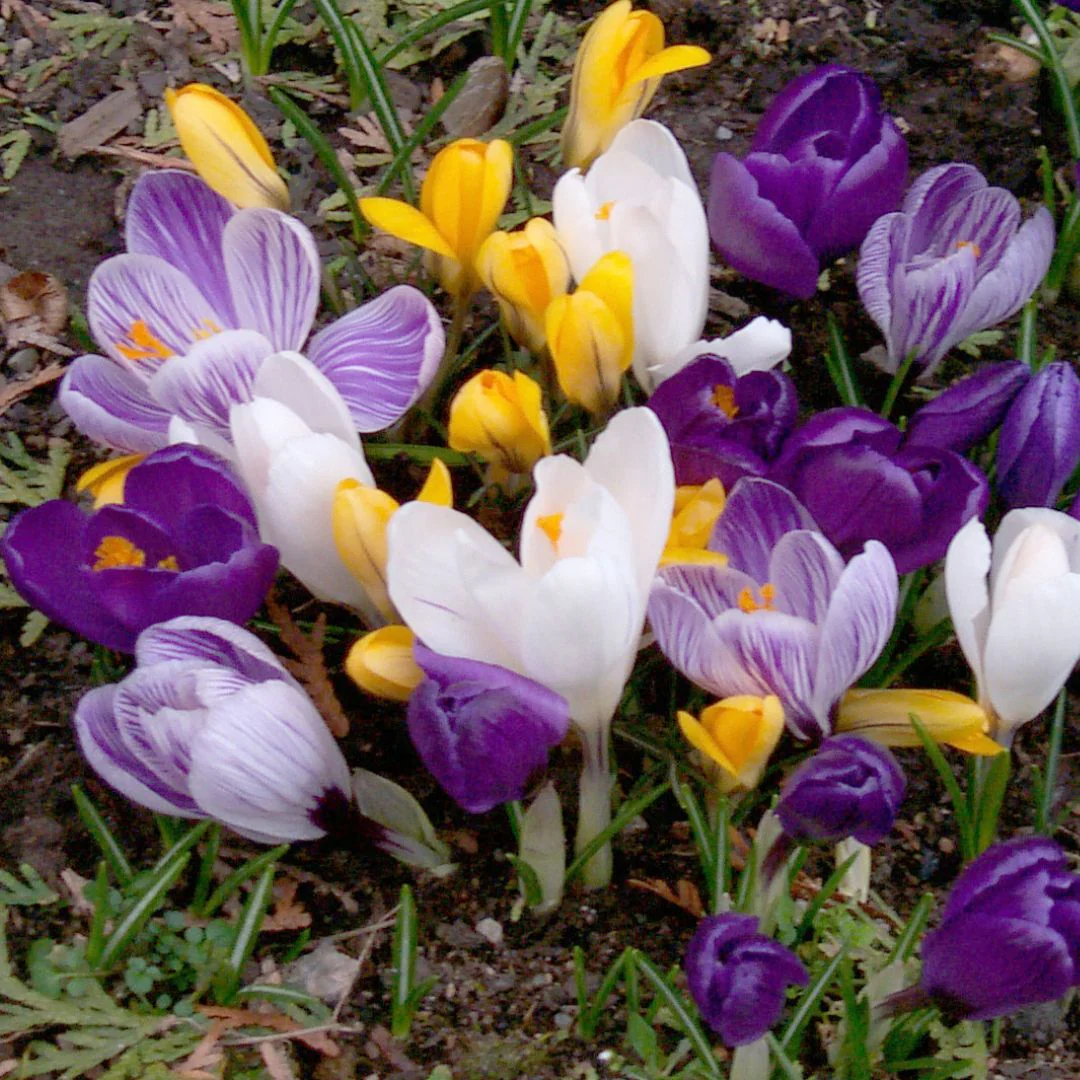 Crocus - Large Flowering Mix, BONUS 30 Pack - Image 3
