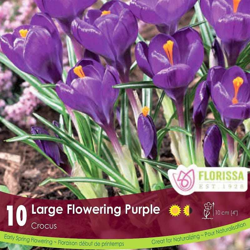 Crocus - Large Flowering Purple, 10 Pack