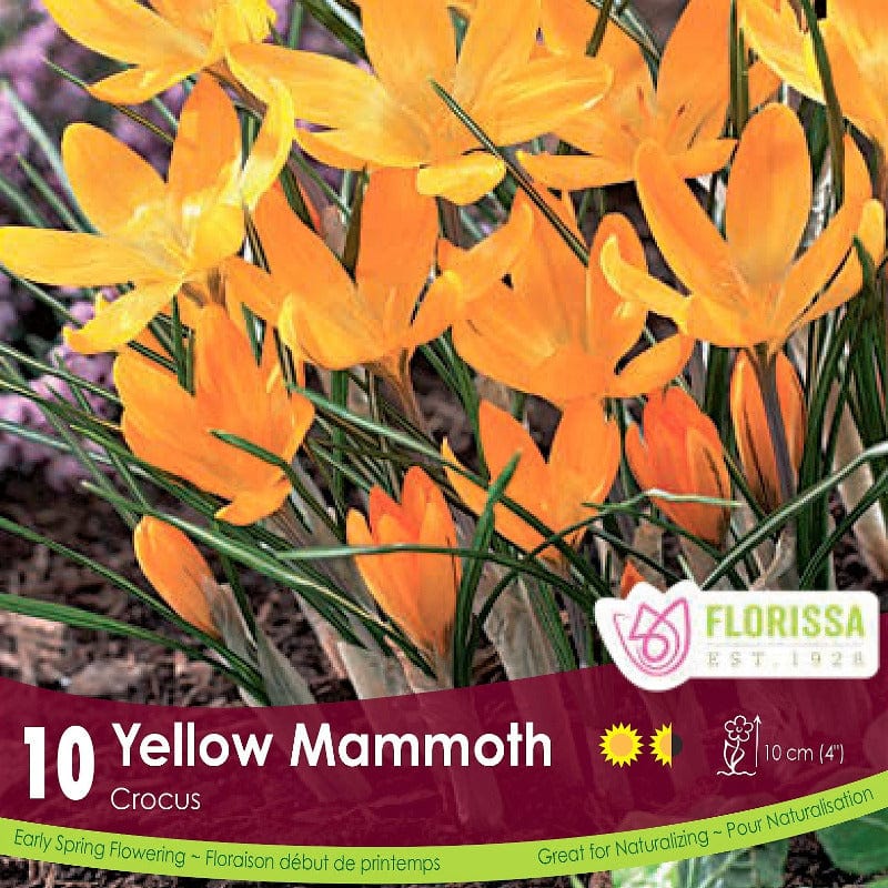 Crocus - Yellow Mammoth, 10 Pack