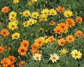 African Daisy Giants Mix - Cornucopia Seeds - Image 2