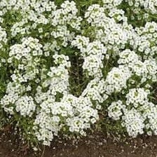 Alyssum Carpet of Snow - Cornucopia Seeds - Image 3