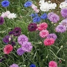 Bachelor's Button Polka Dot Mix - Cornucopia Seeds - Image 2
