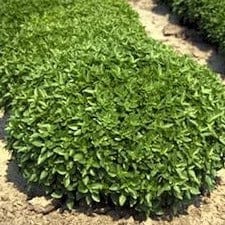 Basil Fino Verde - Cornucopia Seeds - Image 2