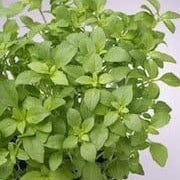 Basil Fino Verde - Cornucopia Seeds - Image 3
