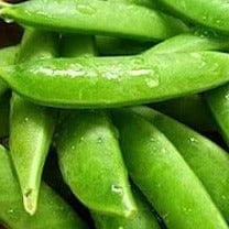 Pea Super Sugar Snap Edible Pod BONUS PACK - Cornucopia Seeds - Image 2