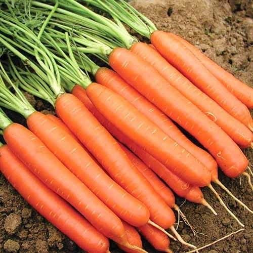 Carrot Little Finger - Cornucopia Seeds - Image 2