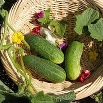 Cucumber National Pickling - Cornucopia Seeds - Image 2