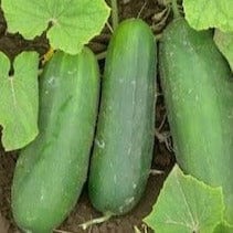 Cucumber Poinsett - Cornucopia Seeds - Image 2