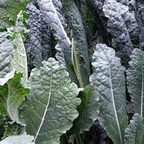 Organic Kale Dinosaur Lacinato - Cornucopia Seeds - Image 2