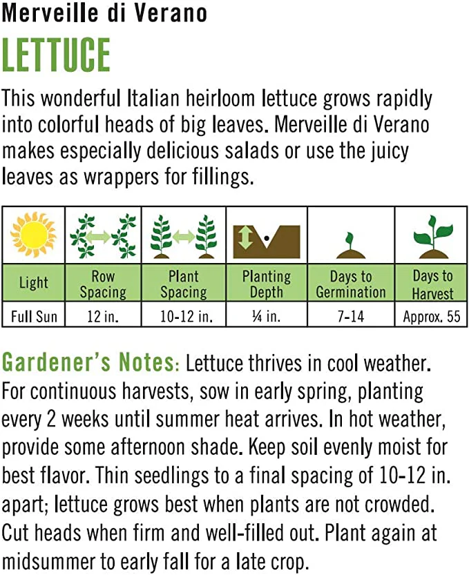 Lettuce Merveille Di Verano - Cornucopia Seeds - Image 2