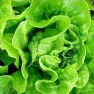 Lettuce Tom Thumb - Cornucopia Seeds - Image 2